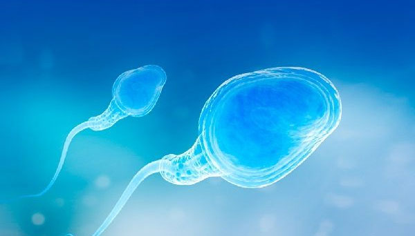 精子品质是试管婴儿成功率的重要